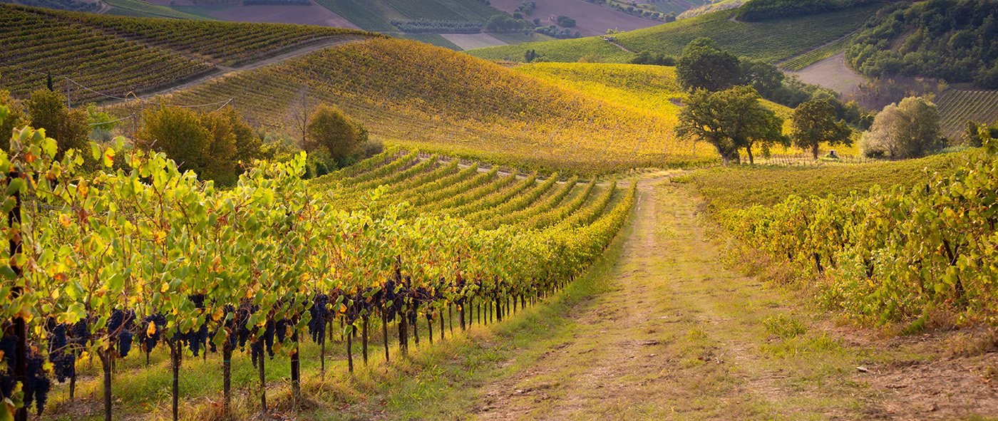 Red spots_viniards_mobile