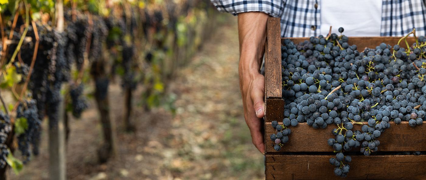 Red spots_grapes_desk